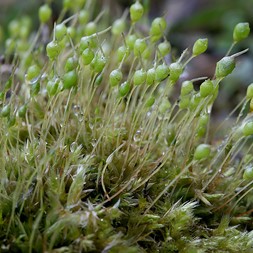 Physcomitrium pyriforme (goblet moss)